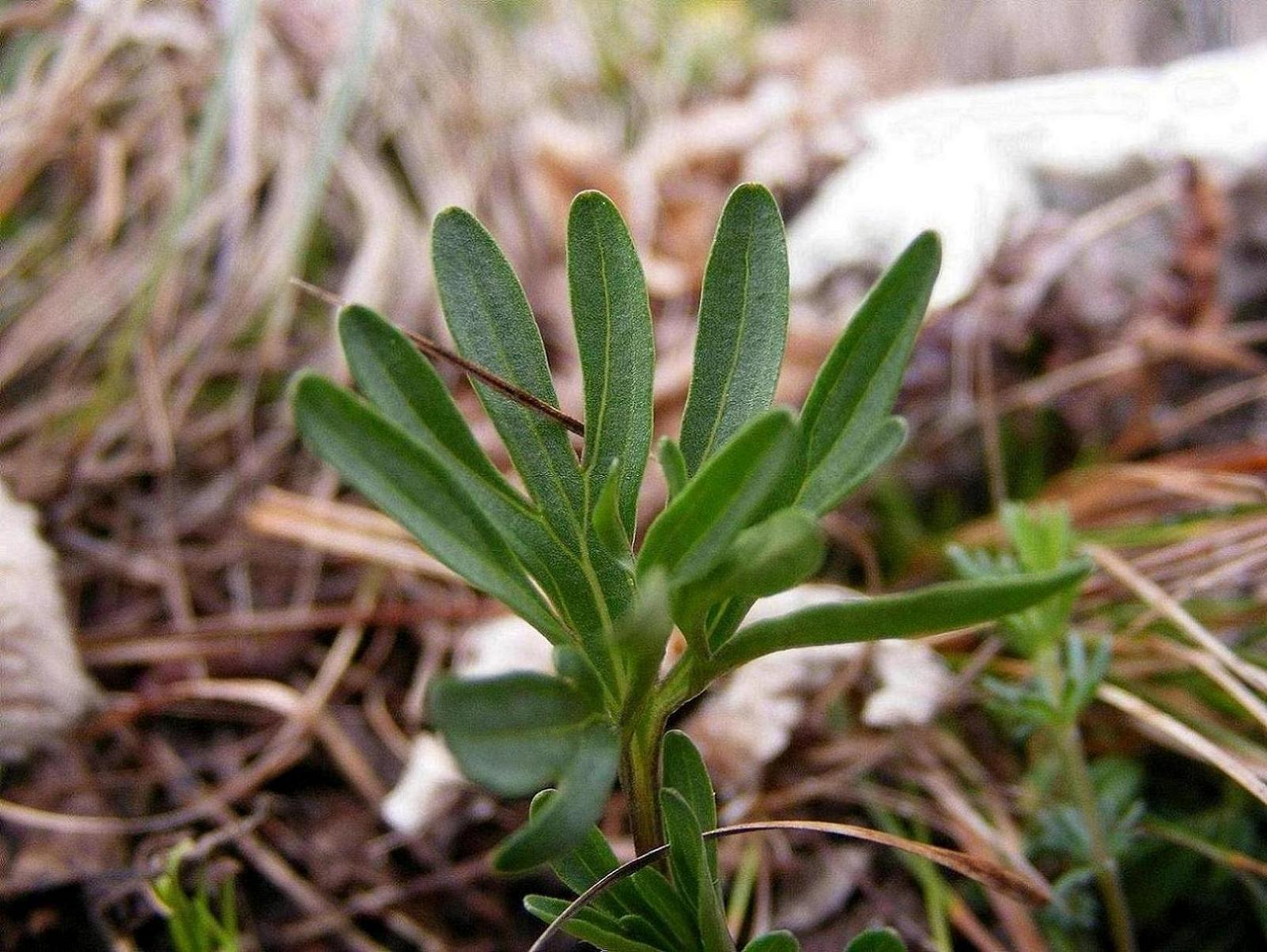 Viola pinnata / Viola pennata